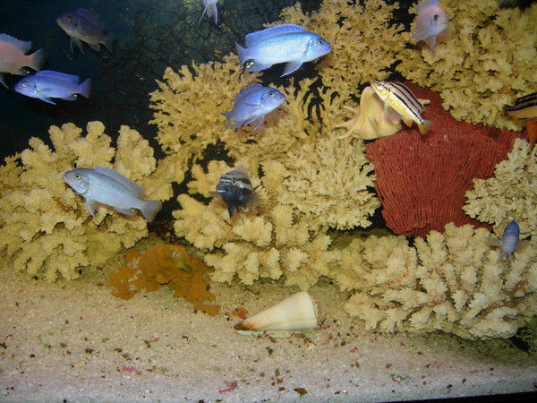 Владимир Чичев