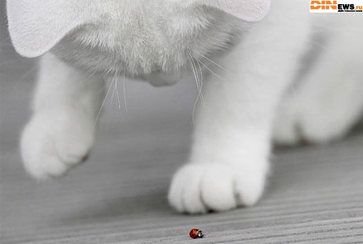 Аня Савченко