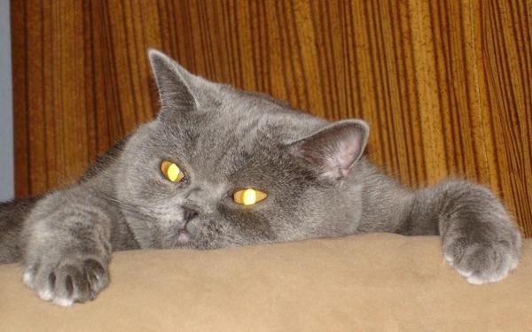 Елена Лосева