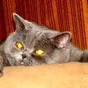 Елена Лосева
