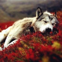 Катя Анохина