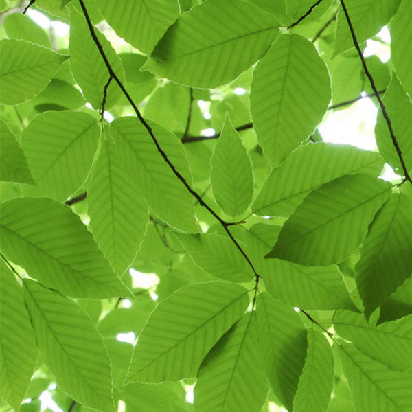 Алия Бакбергенова