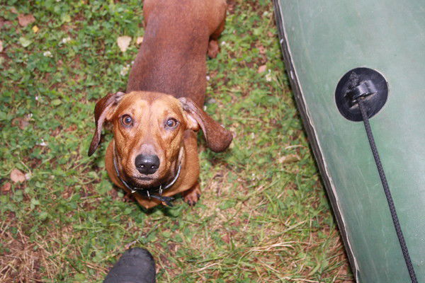 Алекс Кривич