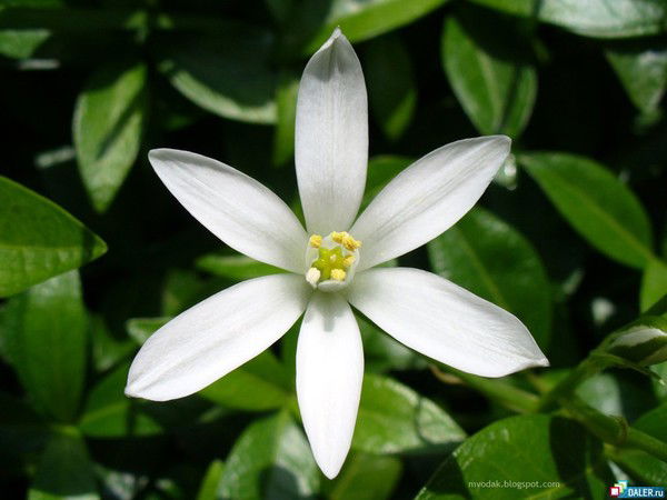 Евгения Смолий