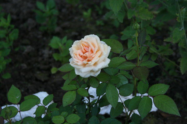 Полина Микрюкова