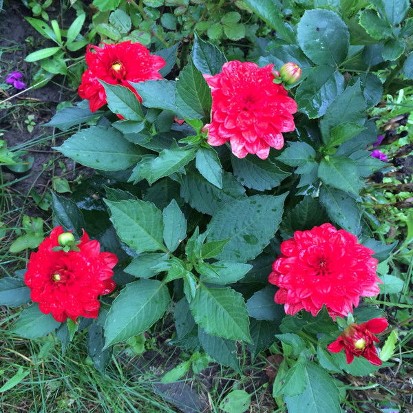 Елена Ковалькова