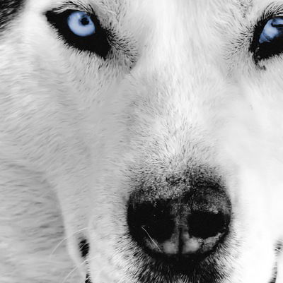 Камиль Галимуллин