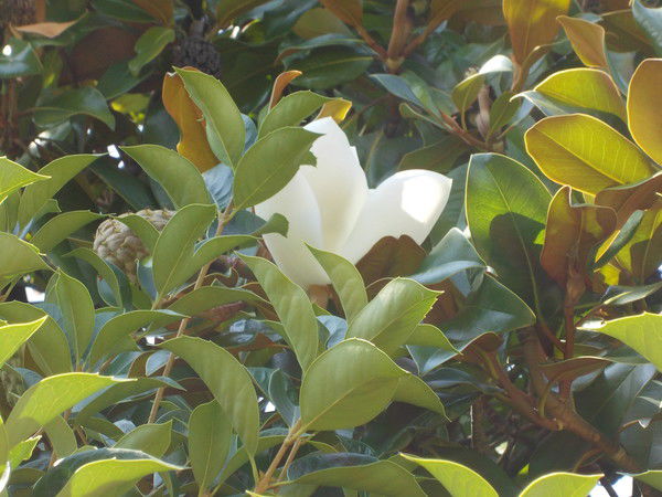 Марина Счастливая