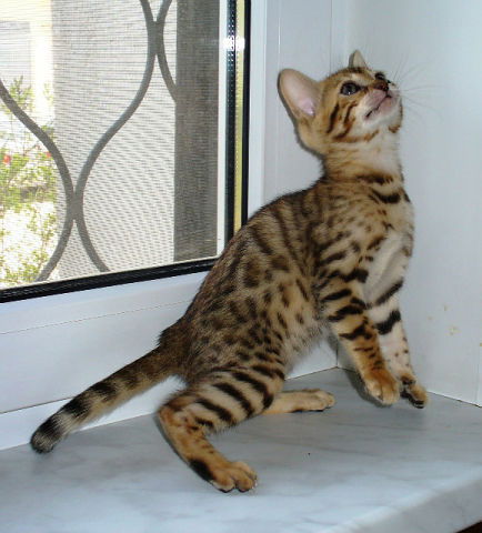 * Екатерина *