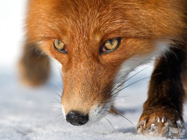 Романова Романова