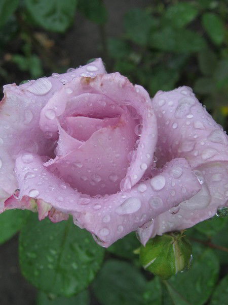 Людмила Рыжман