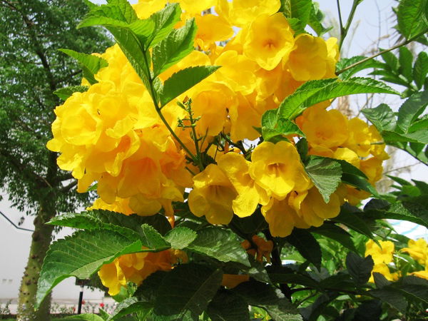 Гульназ Хамидуллина