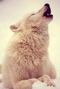 Лёша Грищенков