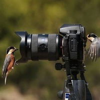 Елена Кучеренко