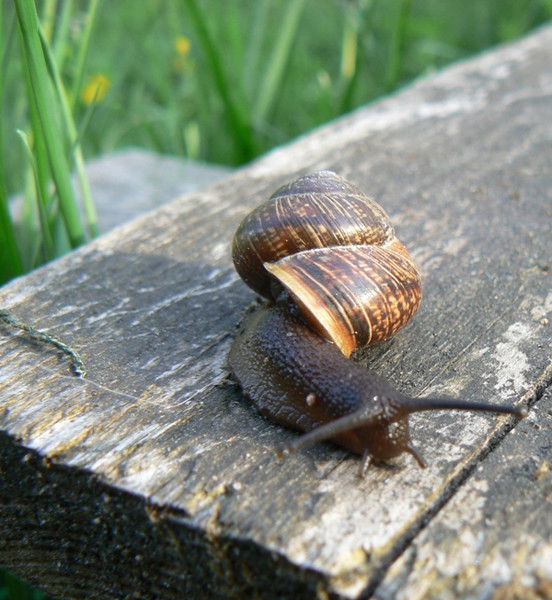 Виктория Луговская