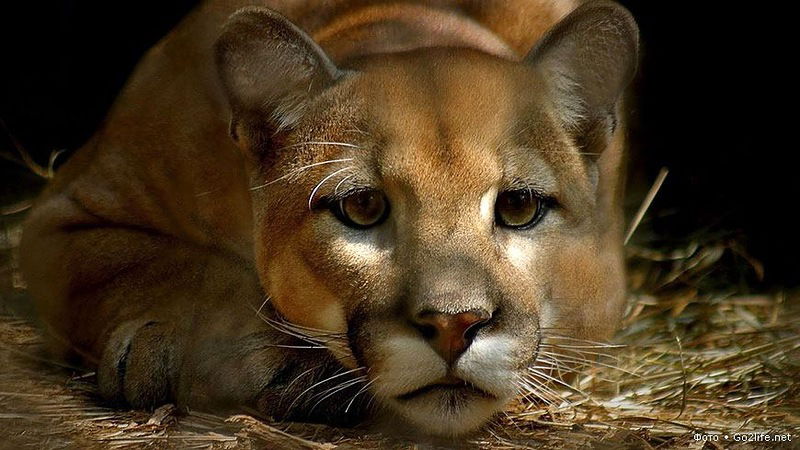 ♥Счастье Естьツ