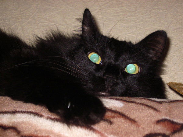 Алена Сыроватко