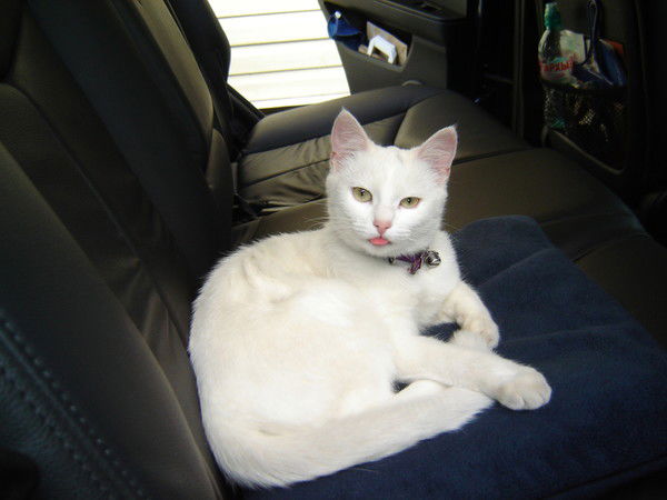 Шушунова Евгения