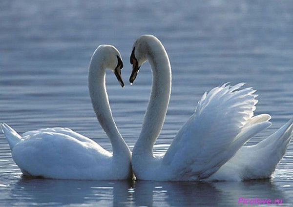 Анжелика Юрлова