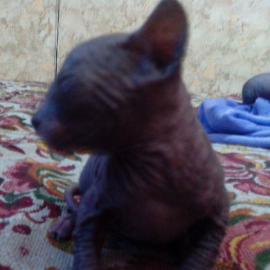 Светлана Воробьева