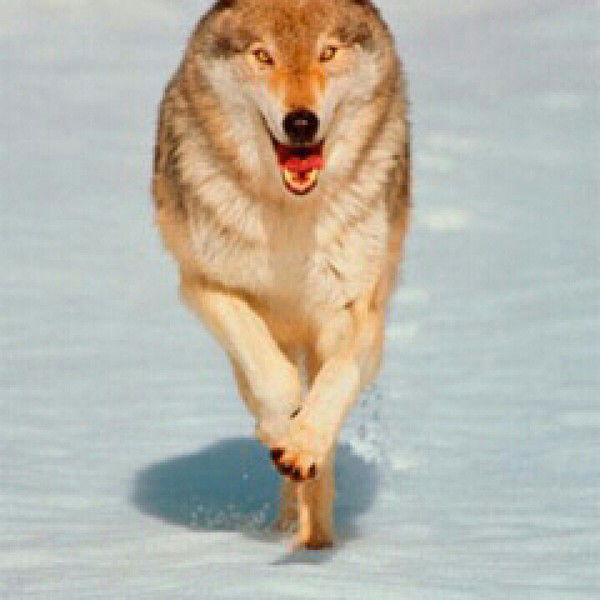 Александр Грущан