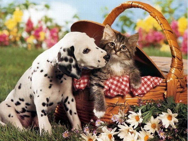 Михаил ***************