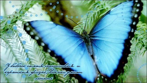 Елена Гололобова