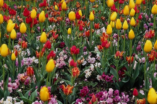 Светлана Лукша