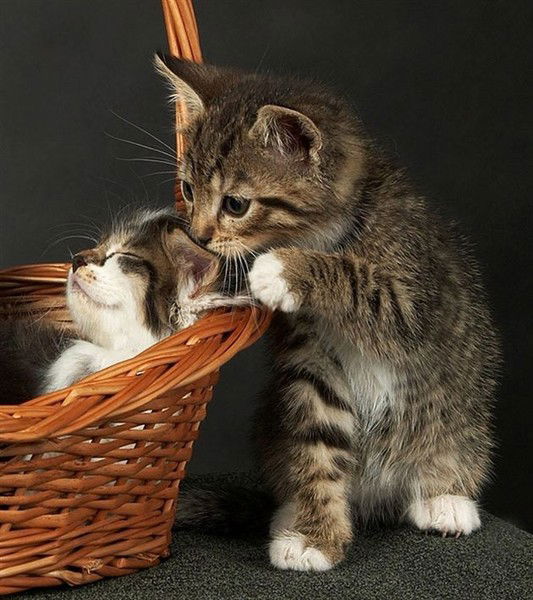 Дмитрий Федоров