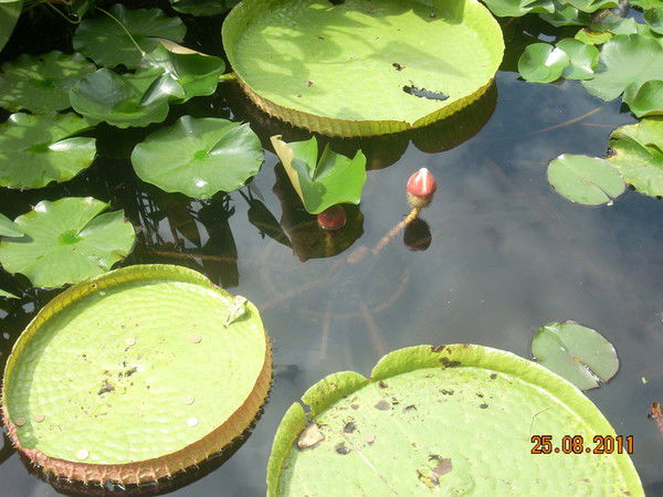 Сигизмунд Карельский