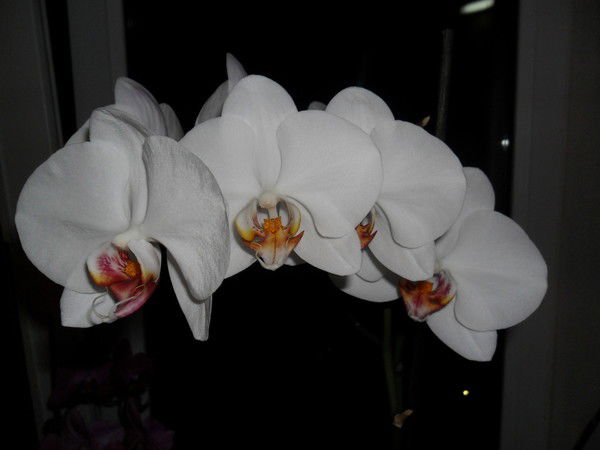 Ольга Николаевская