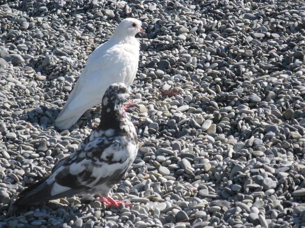 Лариса Дудникова