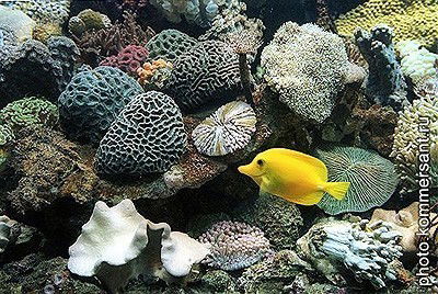 Лена Гордон