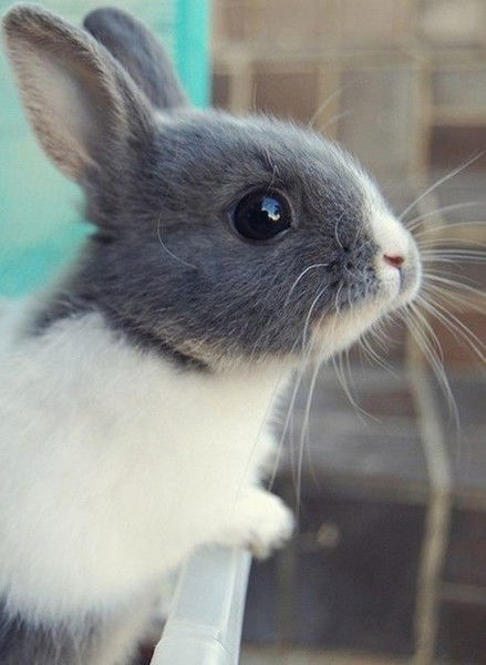 Юлия Бредите