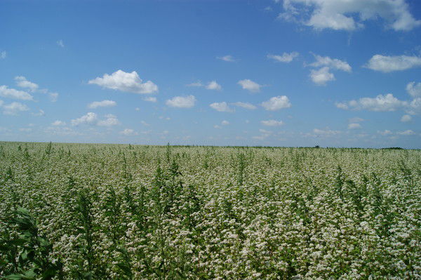 Коробка Ярослав