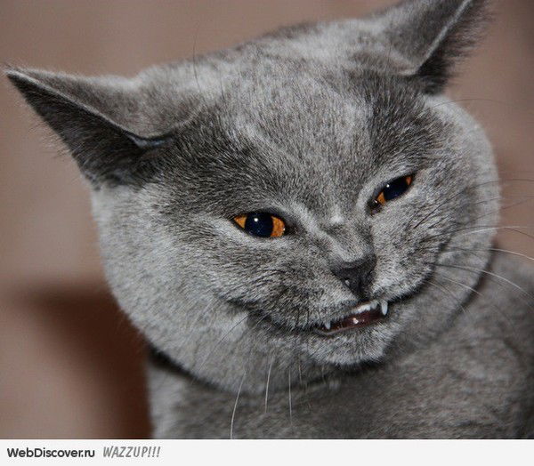 Артур Коновальчук