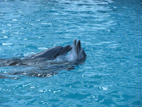 Андрей Ногай