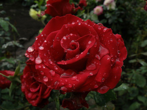 Яна Преображенская