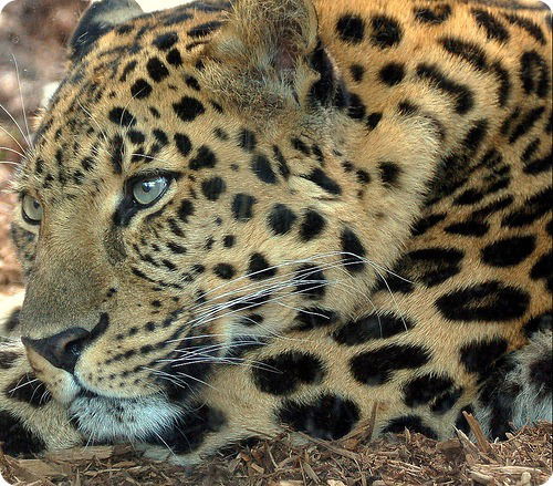 Leopardo