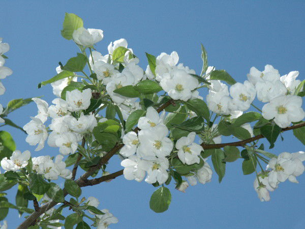 Караидельский Дс1