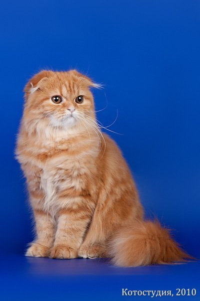 Фролова Алеся