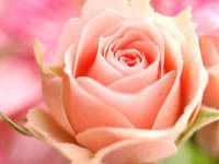 Алена Колтакина