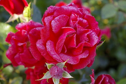 Валентина Молошникова