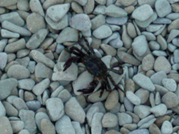 Александр Пиковер