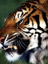 Сергей Смирнов