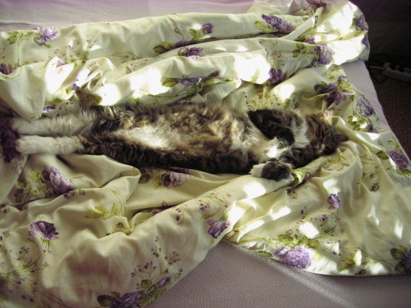 Алсу Талипова