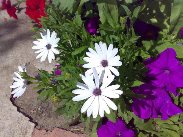 Тори Ламбекова