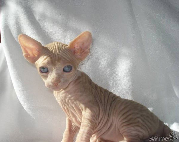 Надежда Хаванская