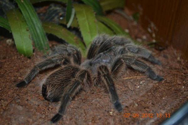 Алекcандра Кузьмина