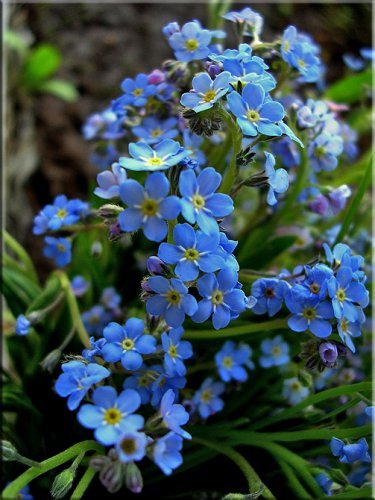 Ираида Бучина